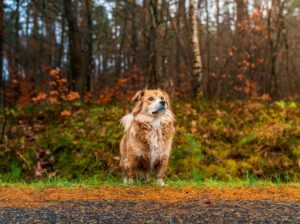 Dog Name Generator