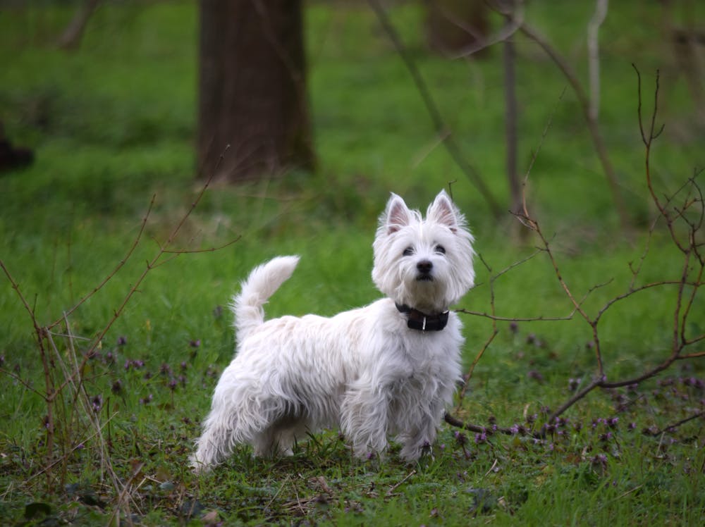 Louie Dog Name Meaning: Origin, Personality & Why It’s Perfect for Your Dog Louie Dog Name Meaning: Origin, Personality & Why It’s Perfect for Your Dog