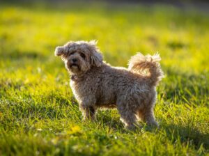 Dog Name Generator