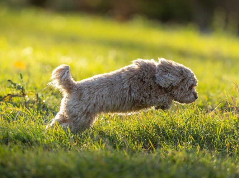 Mila Dog Name Meaning: Origin, Personality & Is It the Perfect Name for Your Dog? Mila Dog Name Meaning: Origin, Personality & Is It the Perfect Name for Your Dog?