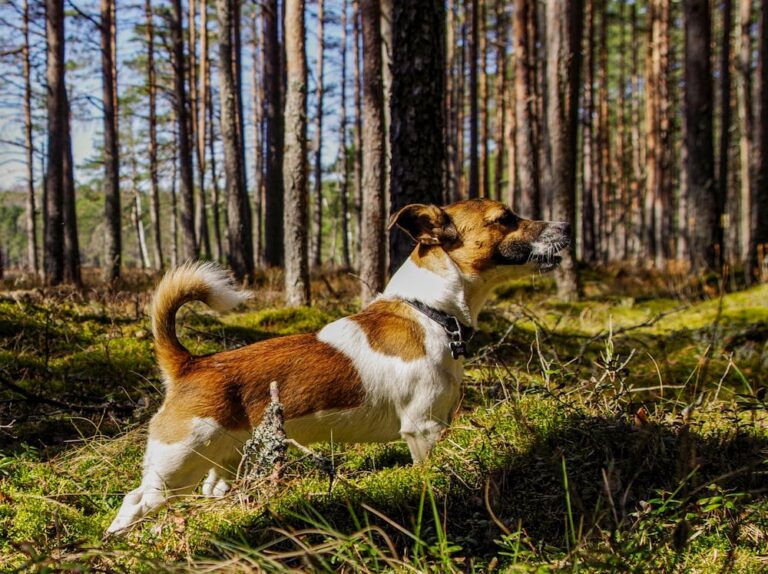 Good Elf Pet Dog Names: Magical & Festive Ideas for Your Dog Good Elf Pet Dog Names: Magical & Festive Ideas for Your Dog