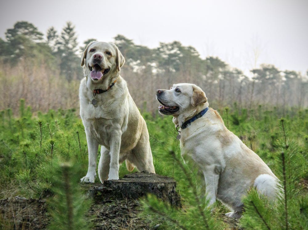 Dog Name Generator