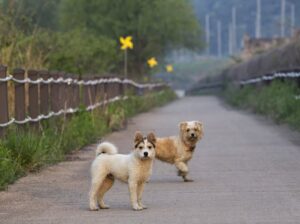 Dog Name Generator