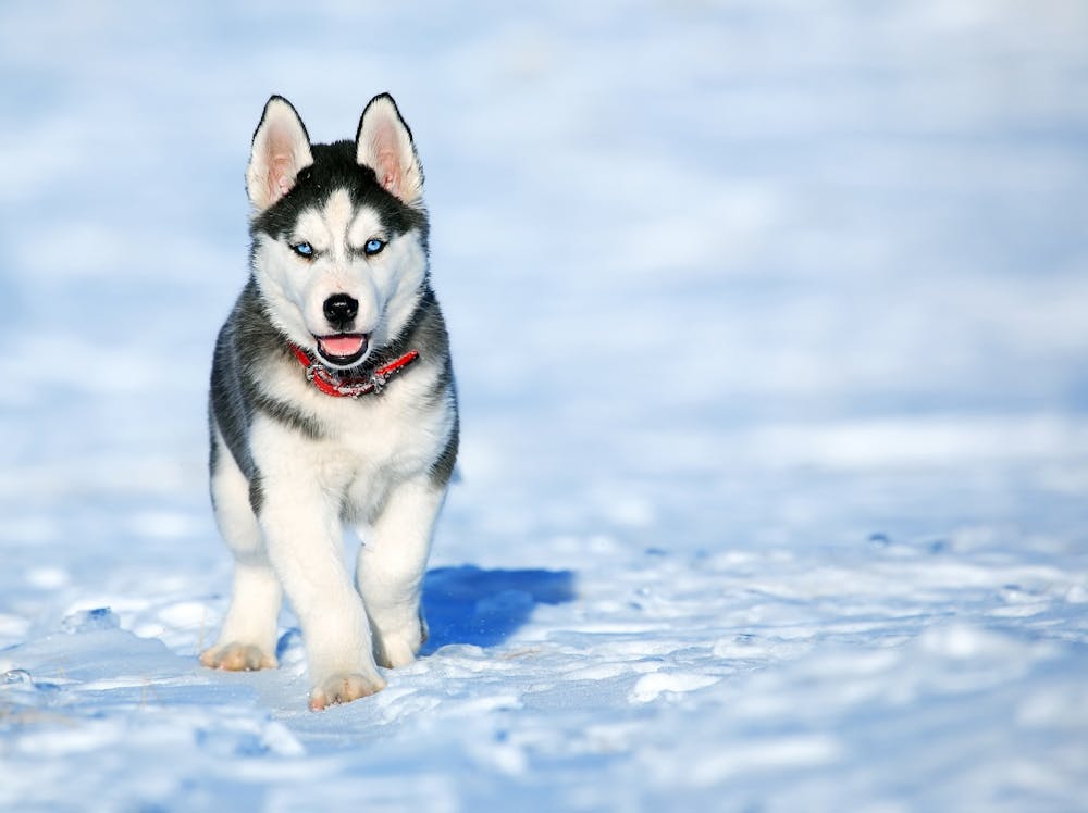 Dog Name Generator