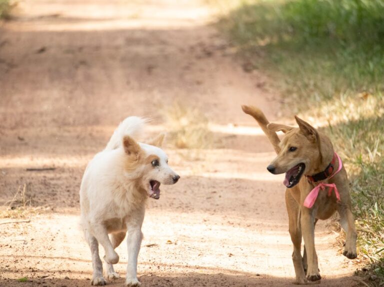 Kilo Dog Name Meaning: Origin, Personality & Why It’s Perfect for Your Dog Kilo Dog Name Meaning: Origin, Personality & Why It’s Perfect for Your Dog