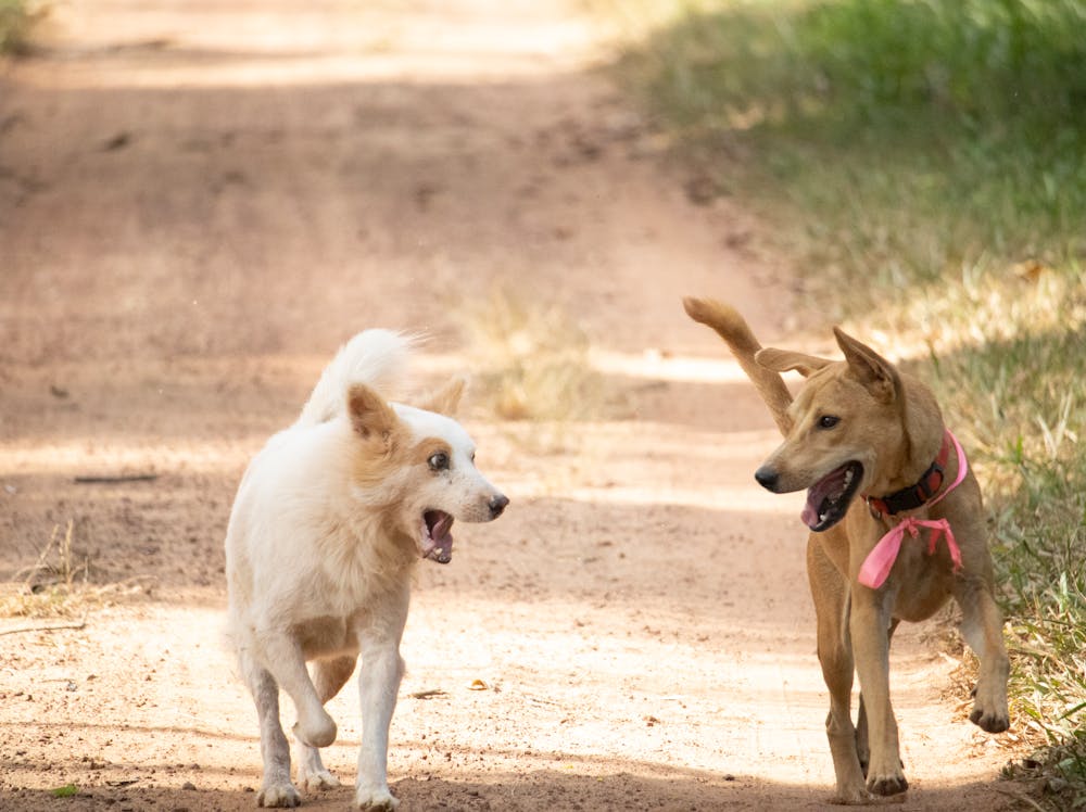 Kilo Dog Name Meaning: Origin, Personality & Why It’s Perfect for Your Dog Kilo Dog Name Meaning: Origin, Personality & Why It’s Perfect for Your Dog