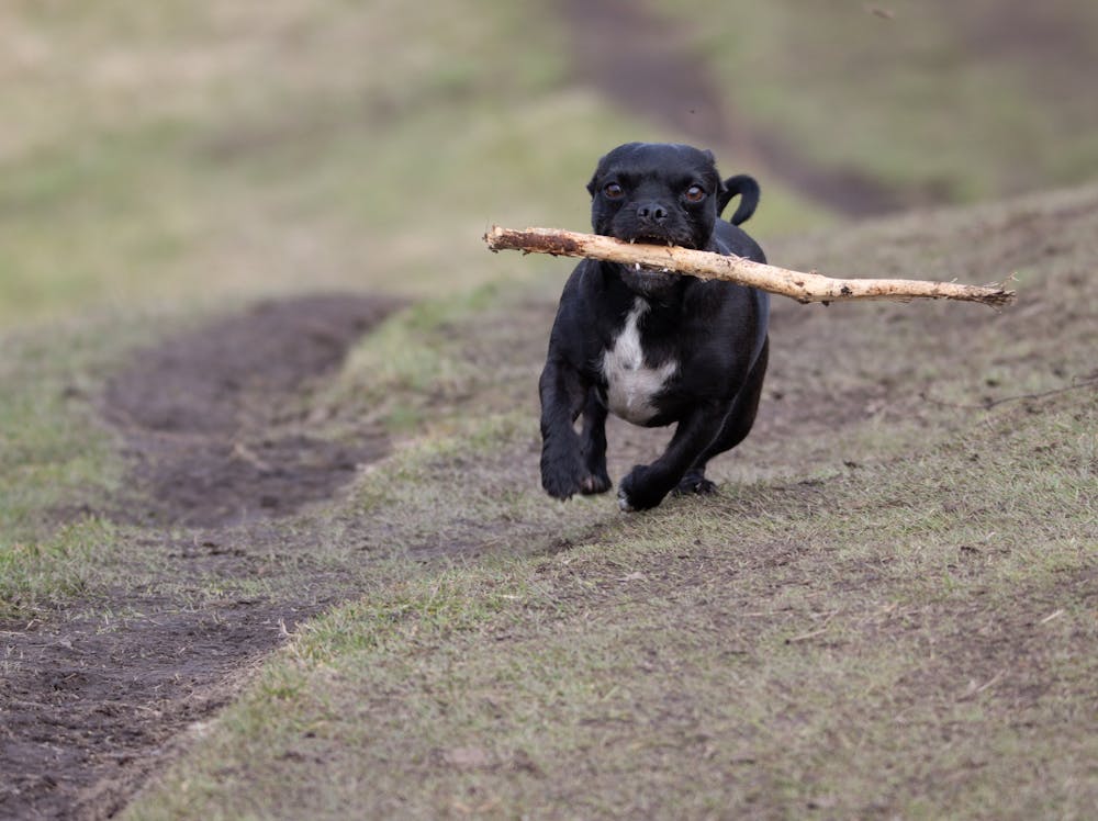 Labrastaff Dog Breed: Personality, Size, Temperament & Name Ideas Labrastaff Dog Breed: Personality, Size, Temperament & Name Ideas