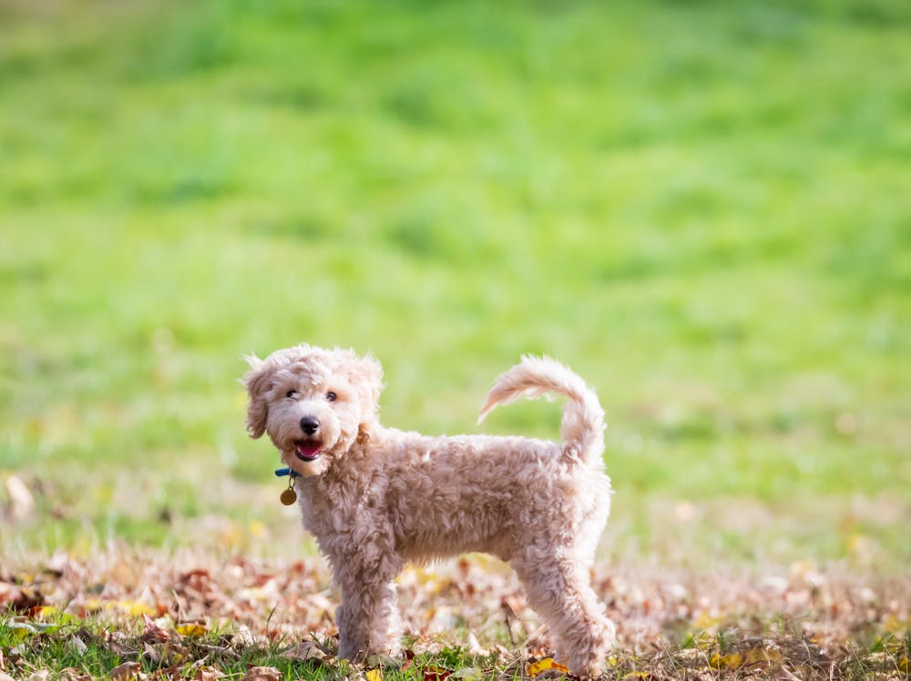 Oreo Dog Name Meaning: Origin, Personality & Why It’s Perfect for Your Dog Oreo Dog Name Meaning: Origin, Personality & Why It’s Perfect for Your Dog