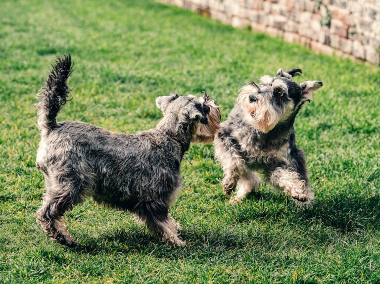 Lou Dog Name Meaning: Origin, Personality & Why It’s Perfect for Your Dog Lou Dog Name Meaning: Origin, Personality & Why It’s Perfect for Your Dog
