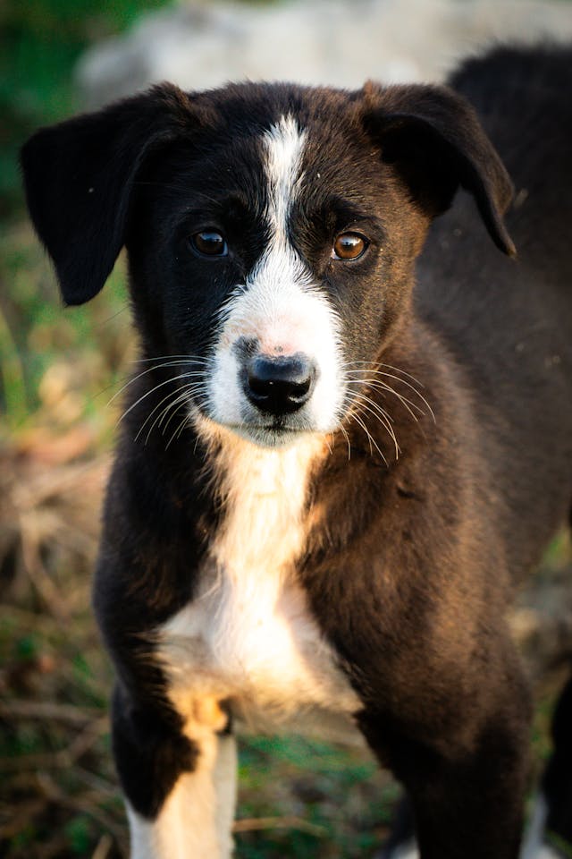 Bocker Dog Breed: Personality, Size & Name Ideas Bocker Dog Breed: Personality, Size & Name Ideas