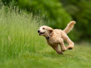 Dog Name Generator