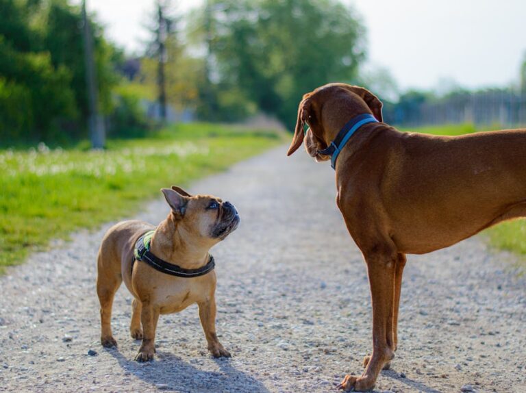Farm Dog Names Male: 100+ Strong Country & Working Dog Name Ideas Farm Dog Names Male: 100+ Strong Country & Working Dog Name Ideas