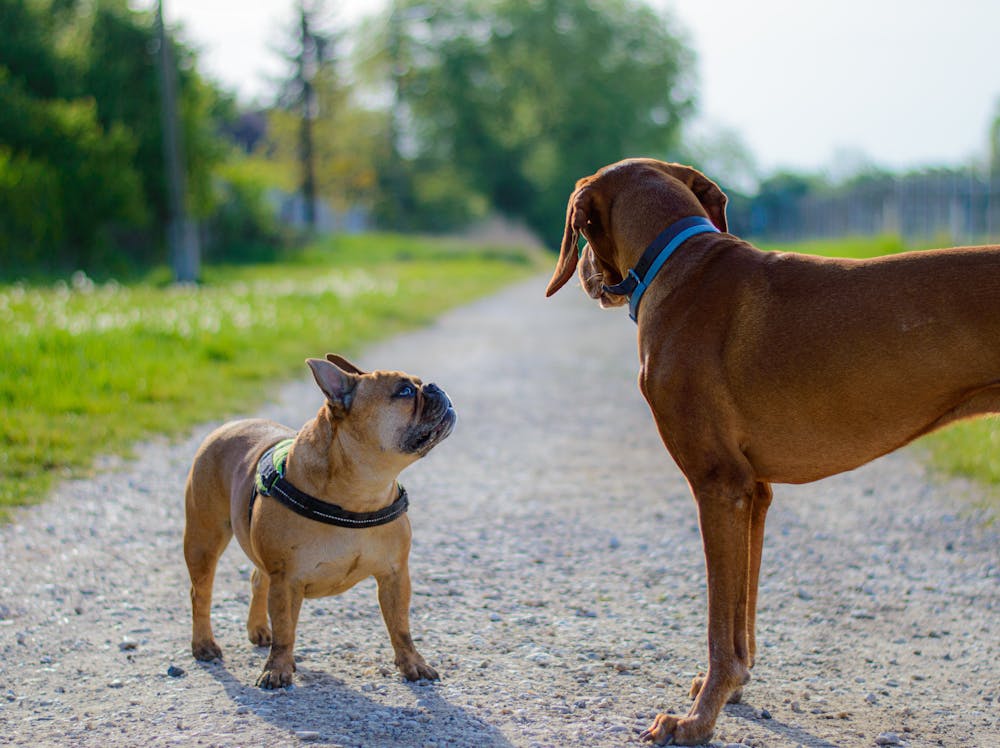 Drew Dog Name Meaning: Origin, Personality & Is It the Right Name for Your Dog? Drew Dog Name Meaning: Origin, Personality & Is It the Right Name for Your Dog?