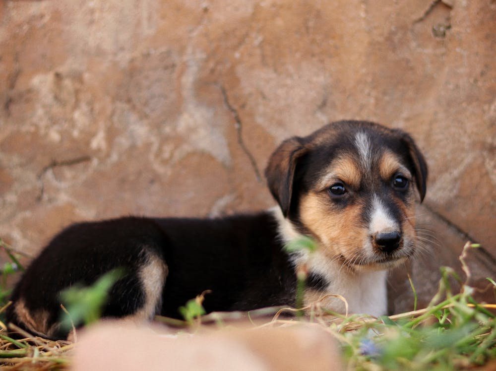Bocker Dog Breed: Personality, Size & Name Ideas Bocker Dog Breed: Personality, Size & Name Ideas