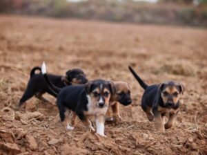 Dog Name Generator
