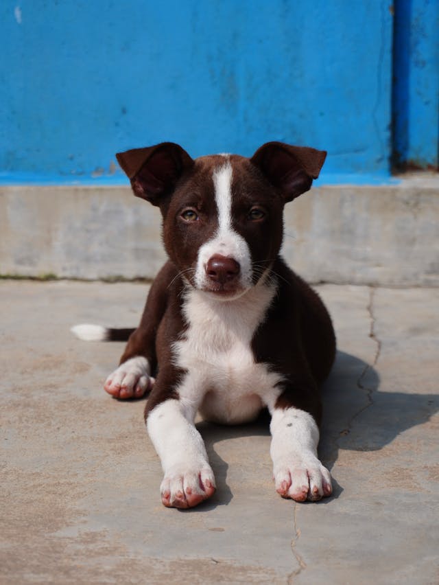 Bocker Dog Breed: Personality, Size & Name Ideas Bocker Dog Breed: Personality, Size & Name Ideas