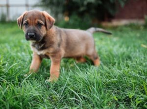 Dog Name Generator