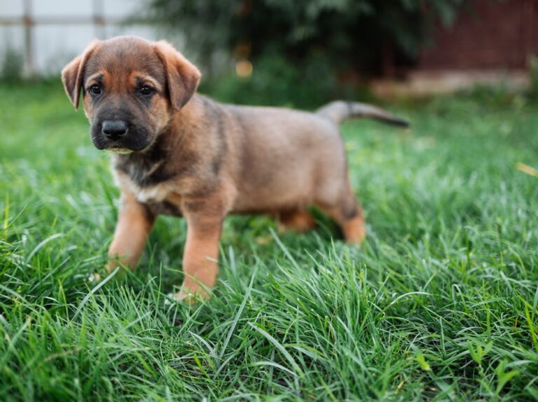 Jesse Dog Name Meaning: Origin, Personality & Is It the Right Name for Your Dog? Jesse Dog Name Meaning: Origin, Personality & Is It the Right Name for Your Dog?