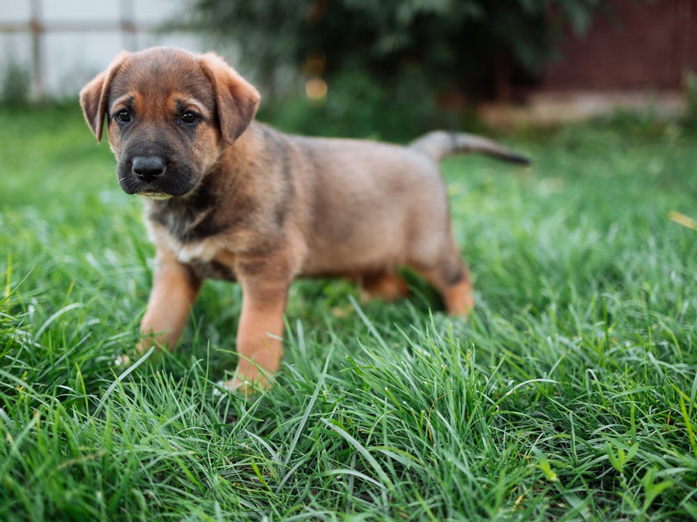 Jesse Dog Name Meaning: Origin, Personality & Is It the Right Name for Your Dog? Jesse Dog Name Meaning: Origin, Personality & Is It the Right Name for Your Dog?