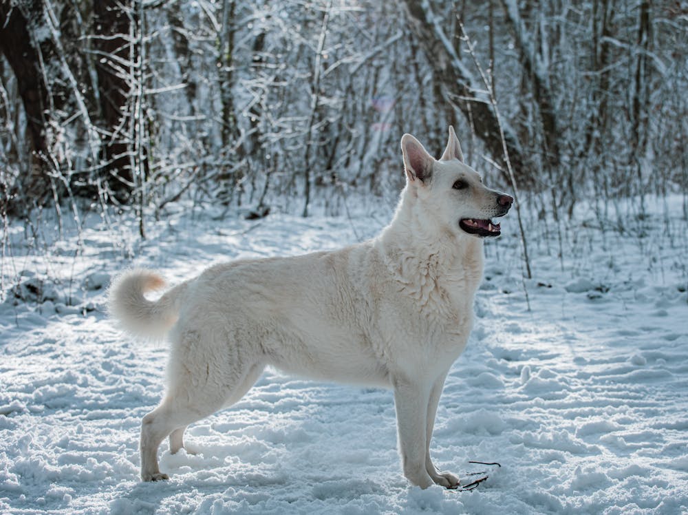 Ziggy Dog Name Meaning: Origin, Personality & Why It’s Perfect for Your Dog Ziggy Dog Name Meaning: Origin, Personality & Why It’s Perfect for Your Dog