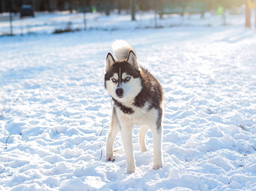 Scout Dog Name Meaning: Origin, Personality & Why It’s Perfect for Your Dog Scout Dog Name Meaning: Origin, Personality & Why It’s Perfect for Your Dog
