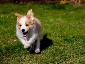 Dog Name Generator