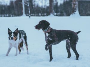 Dog Name Generator